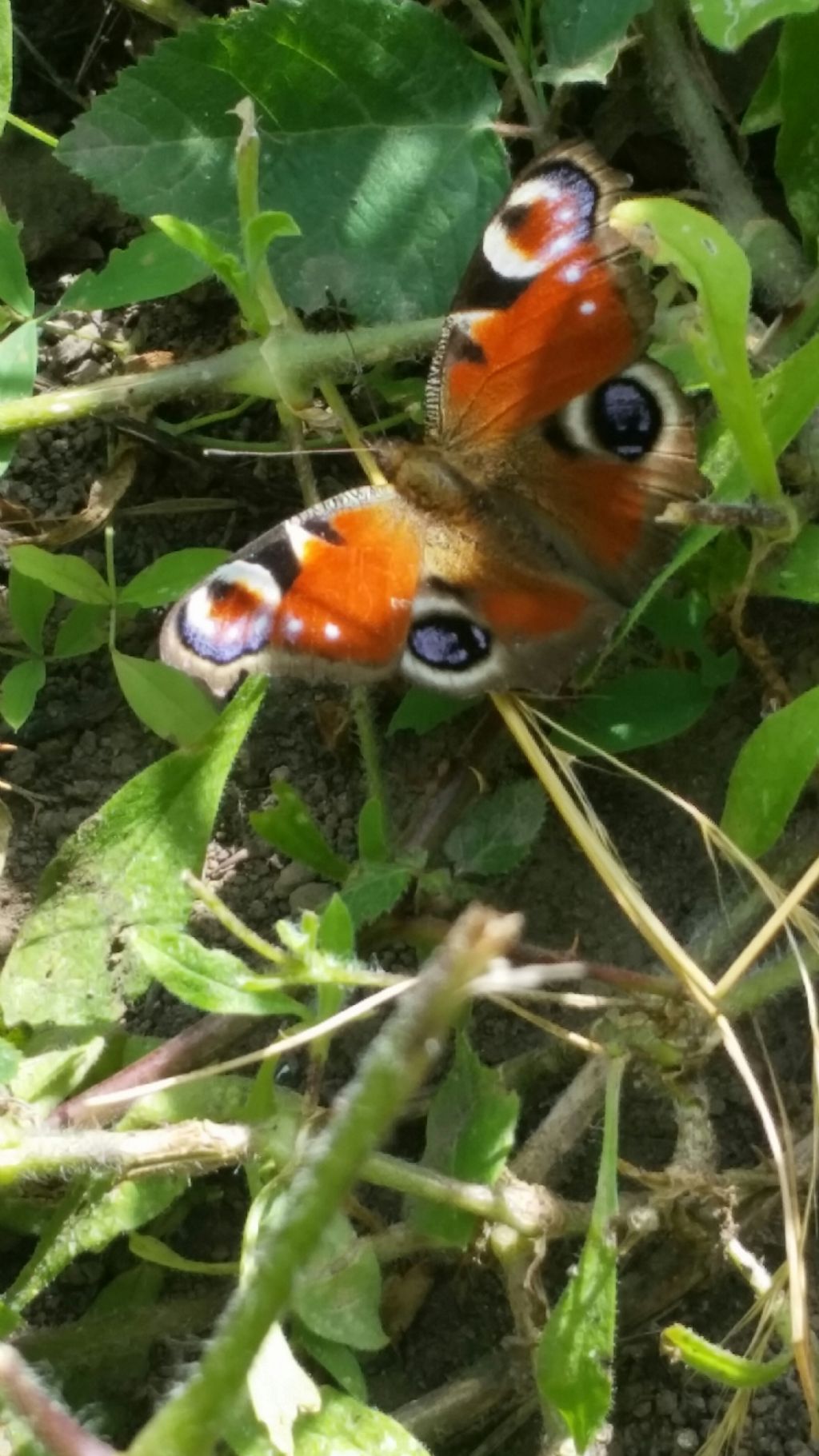 Riconoscimento farfalla? Aglais io - Nymphalidae